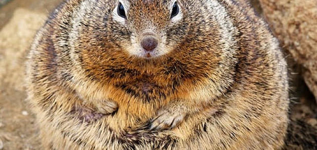 Plump Squirrels and Climate Change
